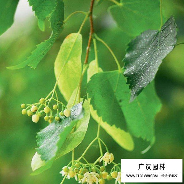 椴樹介紹(圖1)