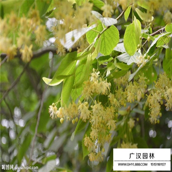 椴樹介紹(圖2)