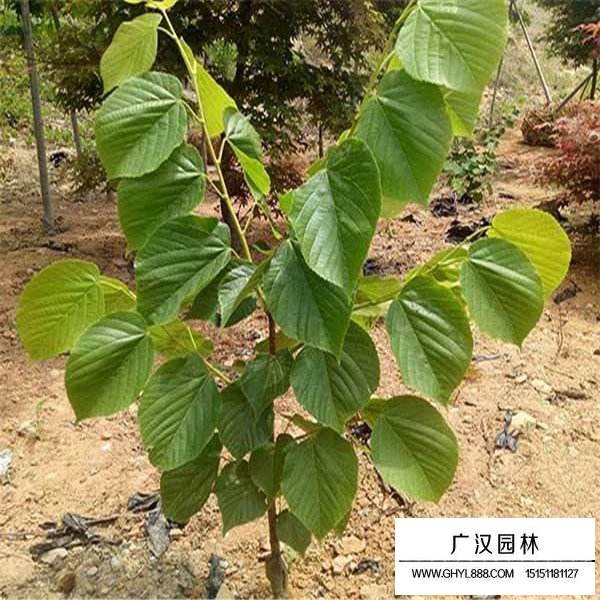 椴樹介紹(圖3)