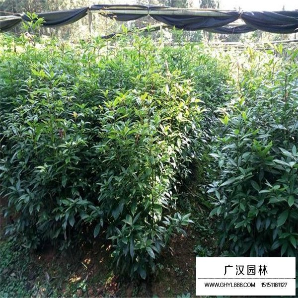金絲楠木(圖2)