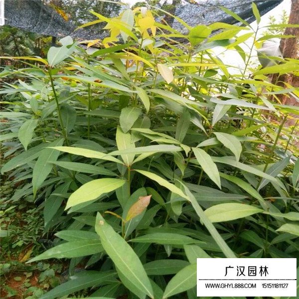 金絲楠木(圖4)