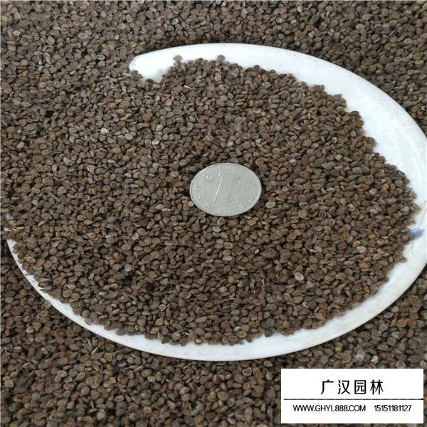 忽忘我種子多少錢一斤(圖2)
