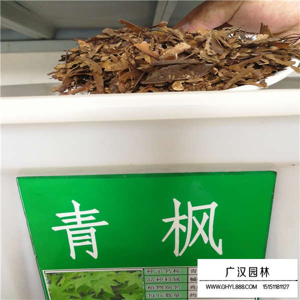 青楓樹種子多少錢一斤(圖1)