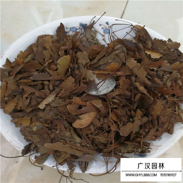 青楓樹種子多少錢一斤(圖3)