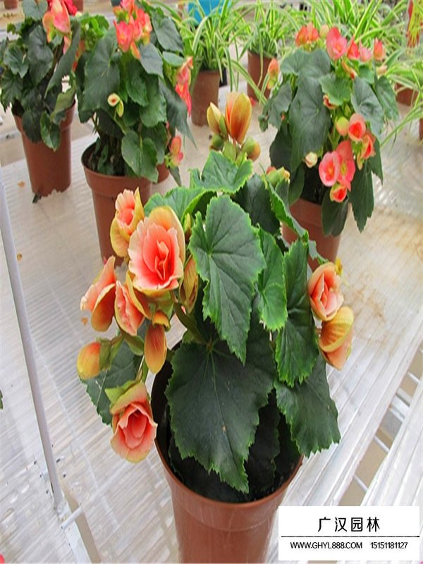 盆栽海棠的種植技術(圖1)