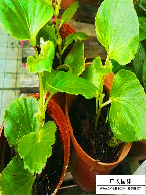 盆栽海棠的種植技術(圖2)
