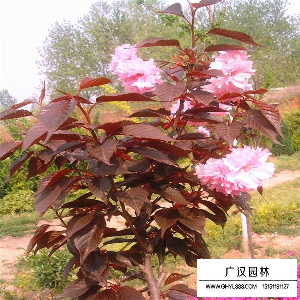 紅葉櫻花介紹(圖1)