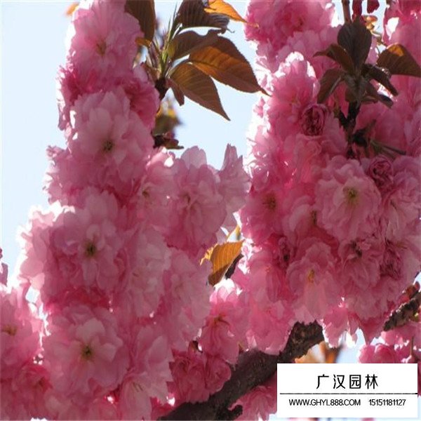 紅葉櫻花介紹(圖2)