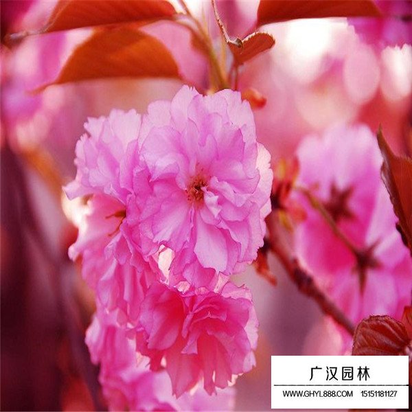 紅葉櫻花介紹(圖3)