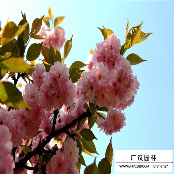 紅葉櫻花介紹(圖4)