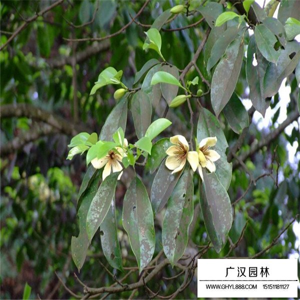 樂昌含笑簡介(圖2)