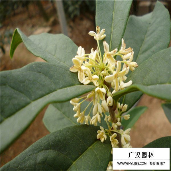 日香桂簡介(圖1)
