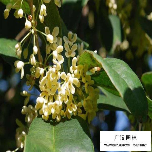 日香桂簡介(圖3)