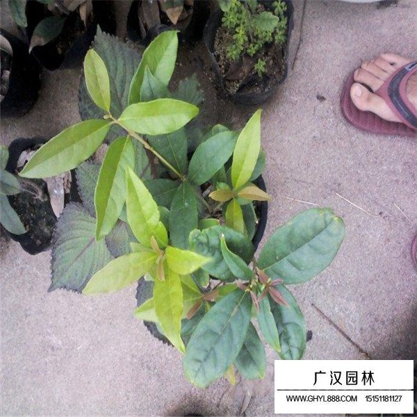 園林澆水方法(圖1)