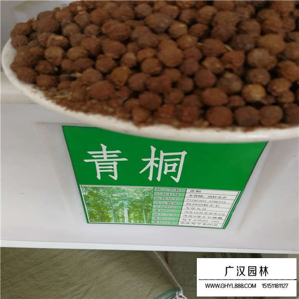 青桐樹種子貴嗎(圖1)
