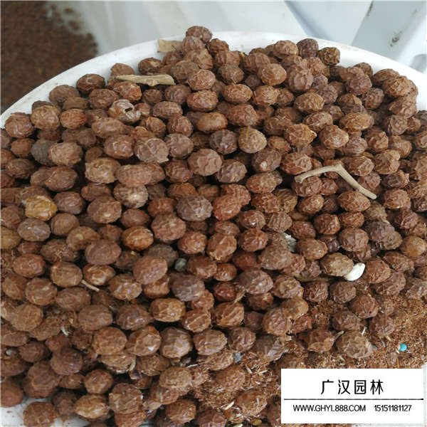 青桐樹種子