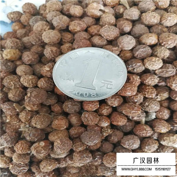 青桐樹種子