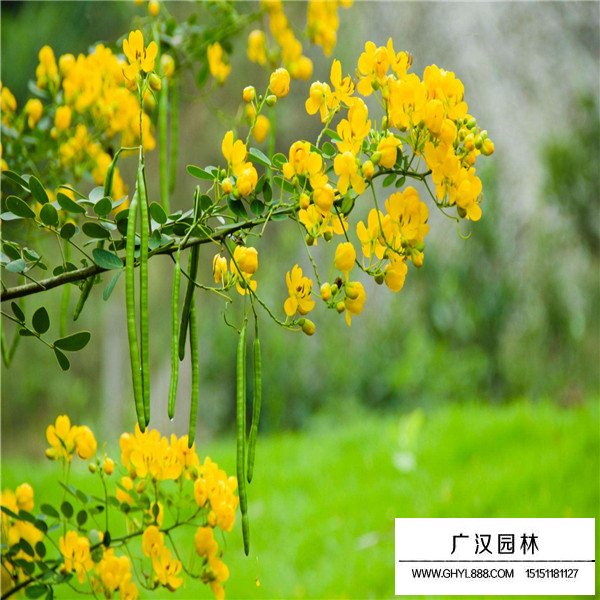 黃花槐介紹(圖2)