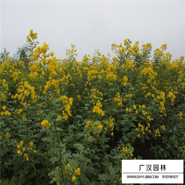 黃花槐介紹(圖4)