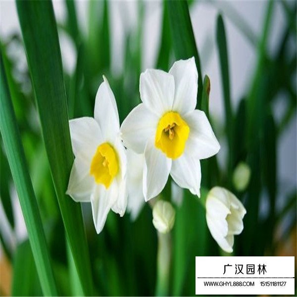 水仙花簡介(圖3)