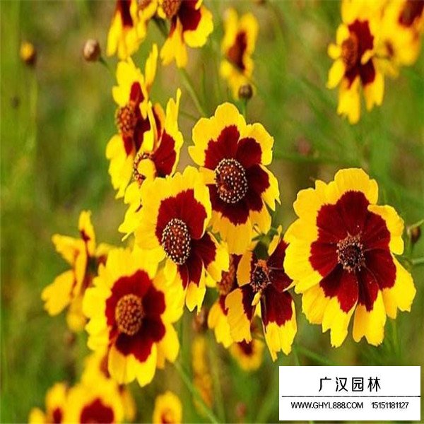 蛇目菊產地在哪里(圖1)