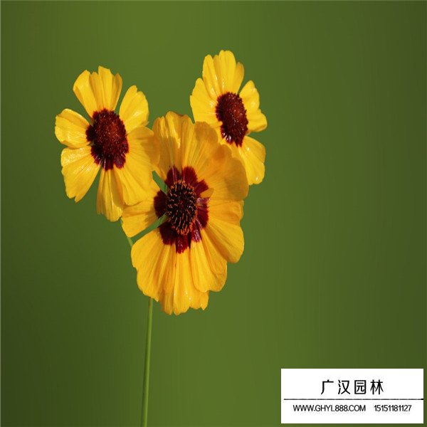 蛇目菊產地在哪里(圖2)
