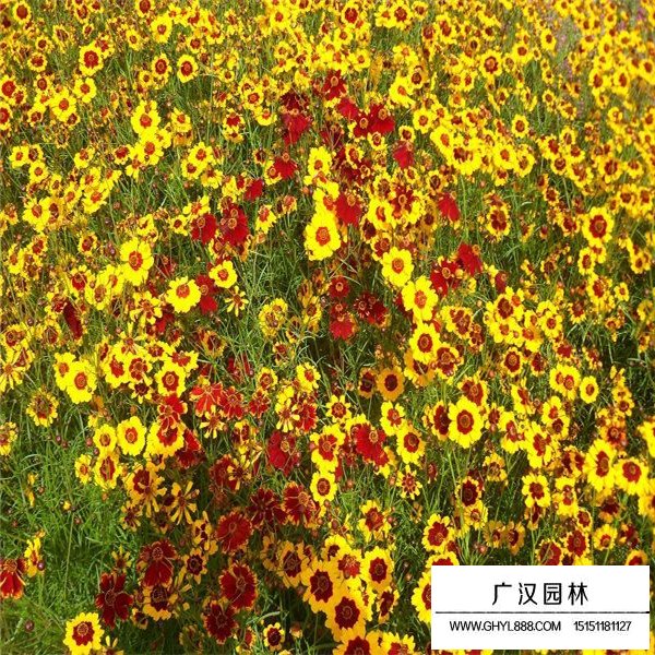 蛇目菊產地在哪里(圖3)