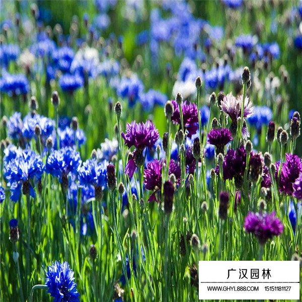 矢車菊產地在哪里(圖1)