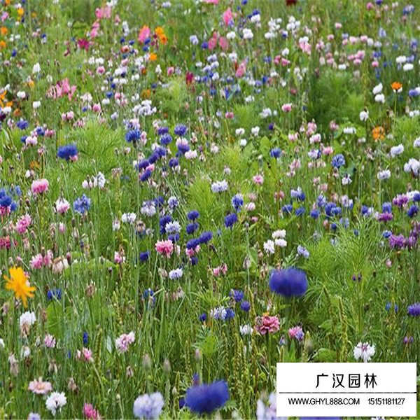 矢車菊產地在哪里(圖2)
