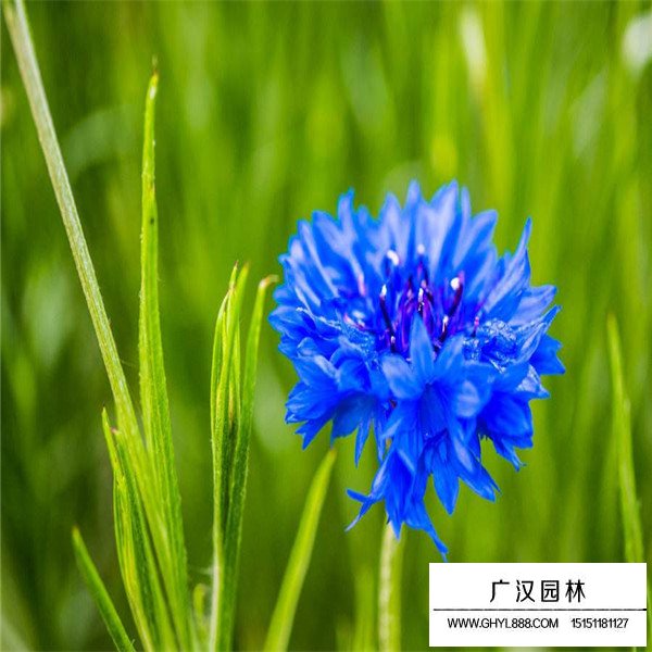 矢車菊產地在哪里(圖3)