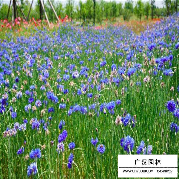 矢車菊產地在哪里(圖4)