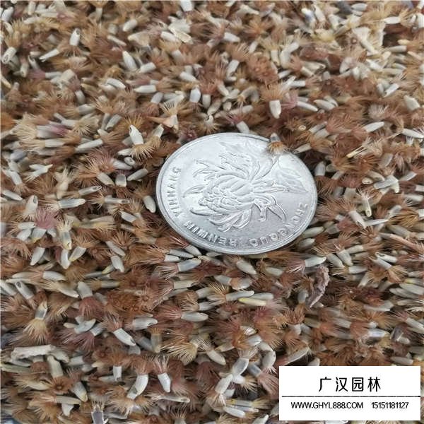矢車菊種子多少錢一斤(圖3)