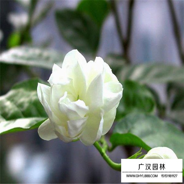 茉莉花(圖1)
