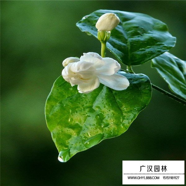 茉莉花(圖2)