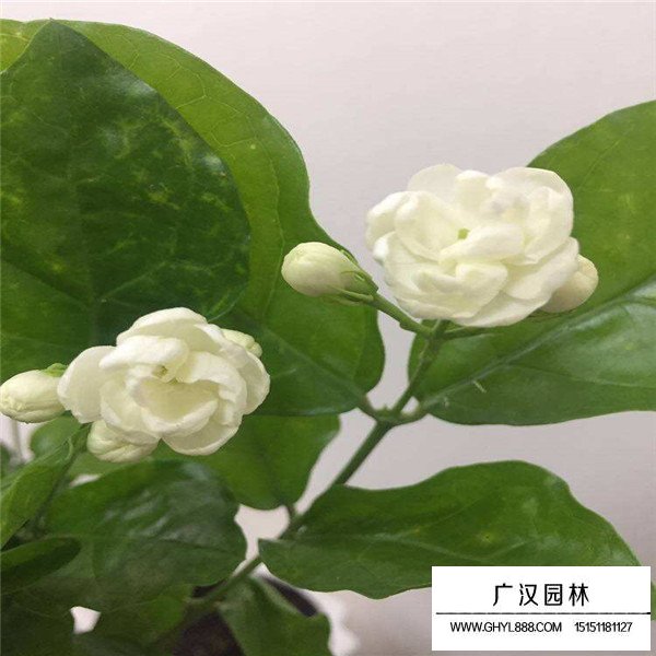 茉莉花(圖4)