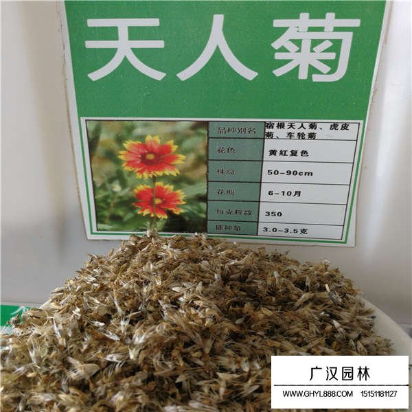 天人菊產地在哪里(圖1)
