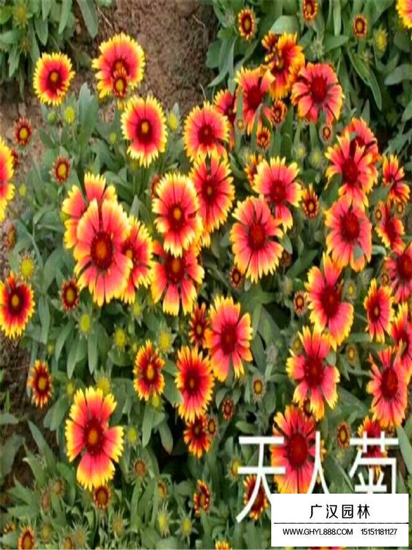 天人菊哪里多(圖3)