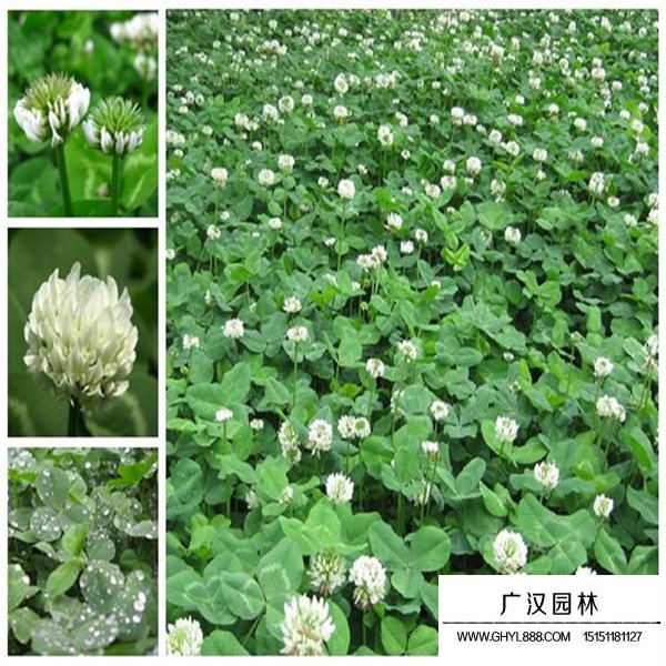 白三葉養殖管理(圖2)