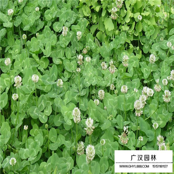 白三葉養殖管理(圖3)