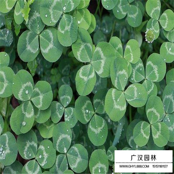 白三葉養殖管理(圖4)