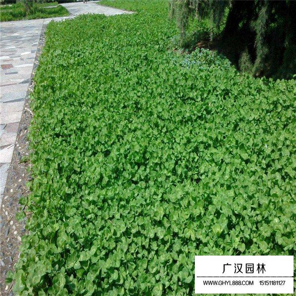 白三葉養殖管理(圖1)