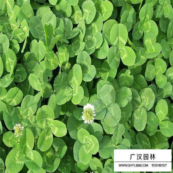 白三葉養護方法(圖3)