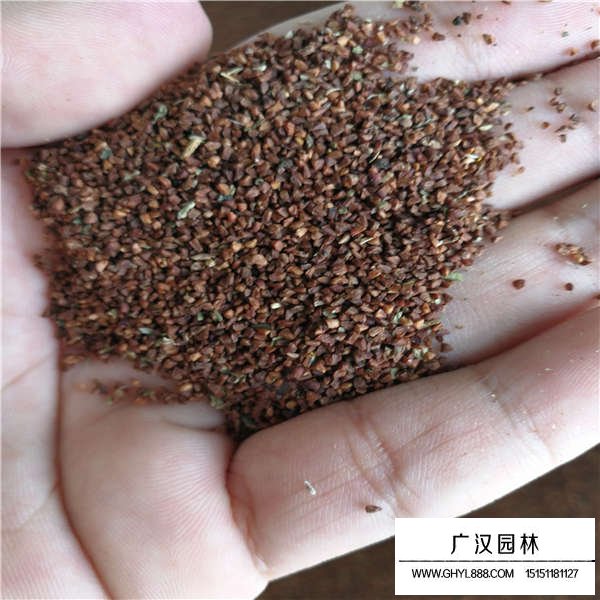 月見草種子多少錢一斤(圖3)