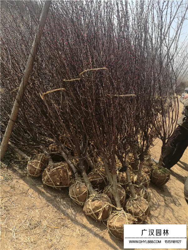 榆葉梅的種植技術(圖4)