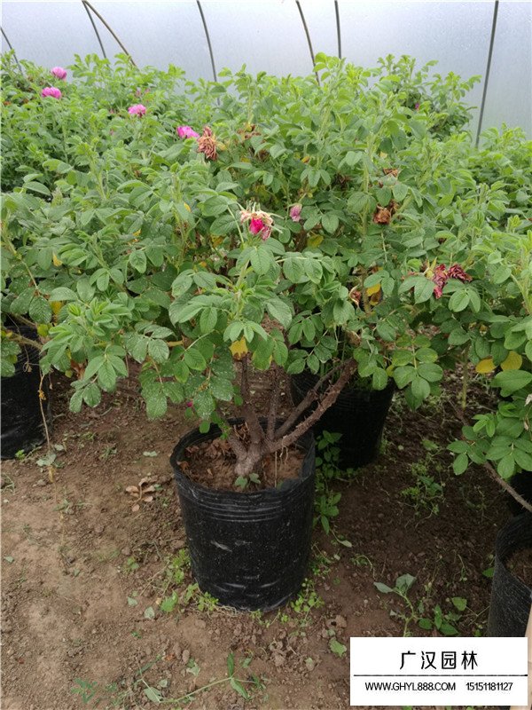 月季花種植(圖1)