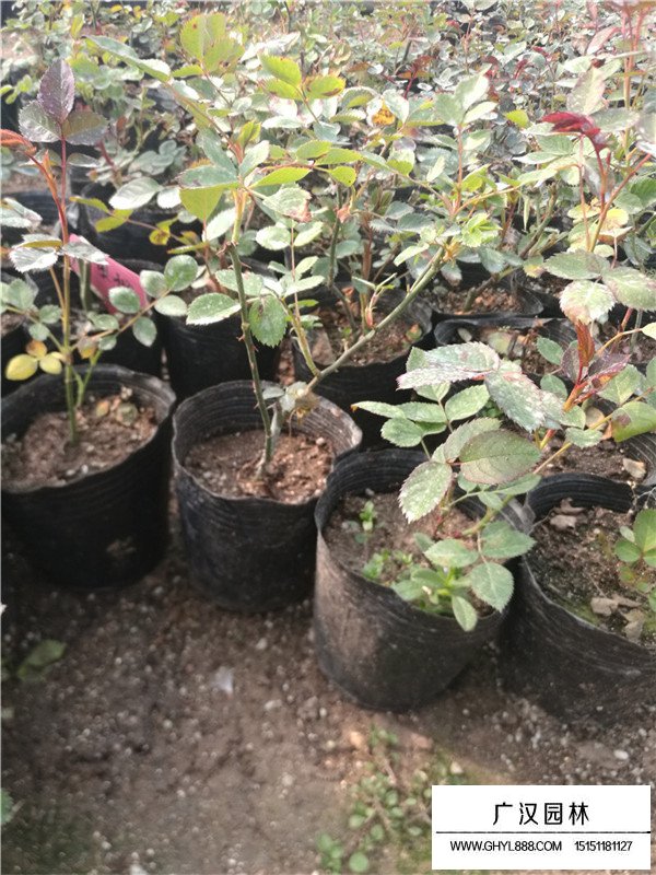月季花種植(圖4)