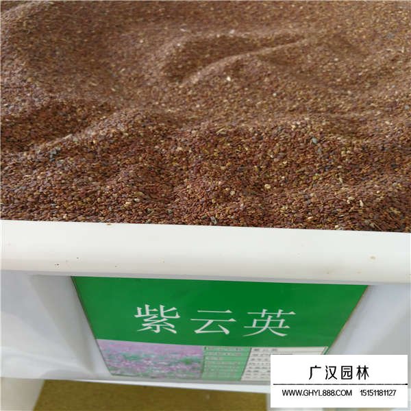 紫云英種子產地在哪里(圖1)