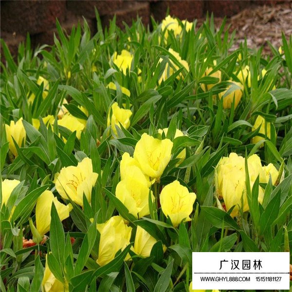 月見草產地在哪里(圖1)