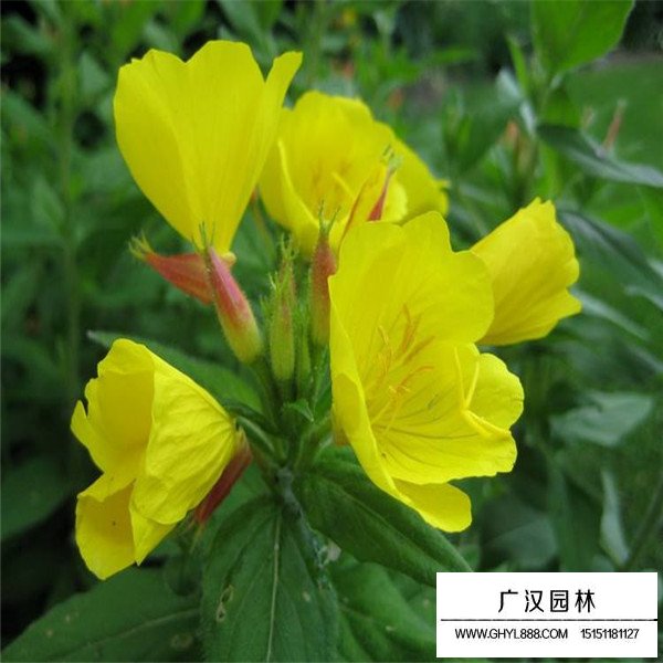 月見草產地在哪里(圖2)