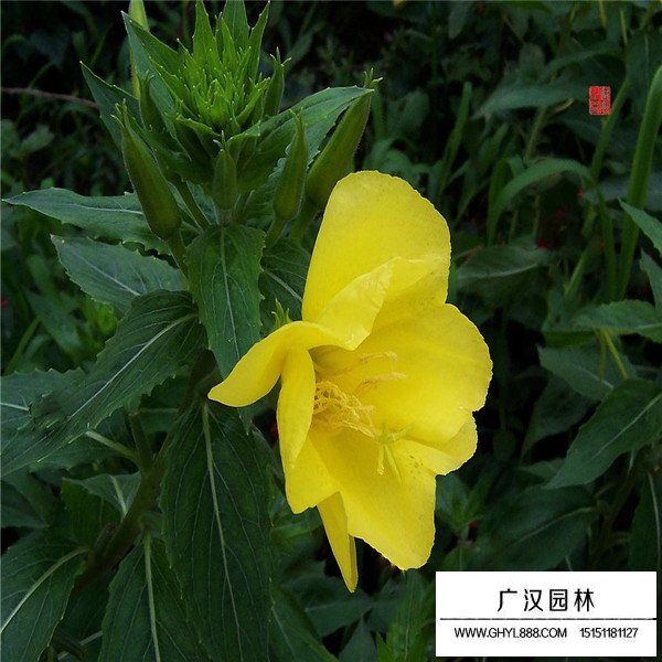 月見草產地在哪里(圖3)